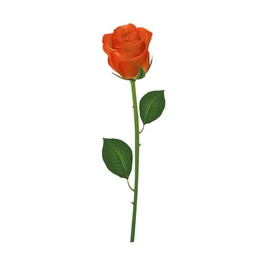 Single Rose